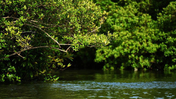 dedication-restorasi-mangrove--sepotong-tindakan-untuk-keberlangsungan-kehidupan-tjo.jpg